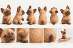 The Curious French Bulldog hand-carved natural oak dog sculpture – alternate 360-degree view